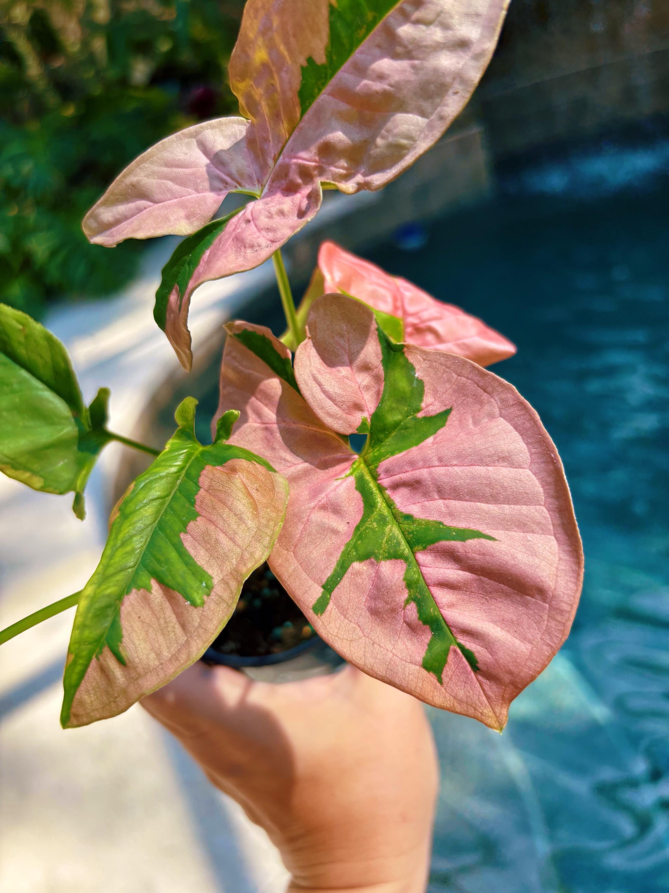 pink leaf house plant Rare! Syngonium Pink Lava Green Variegated live 4” potted plant house