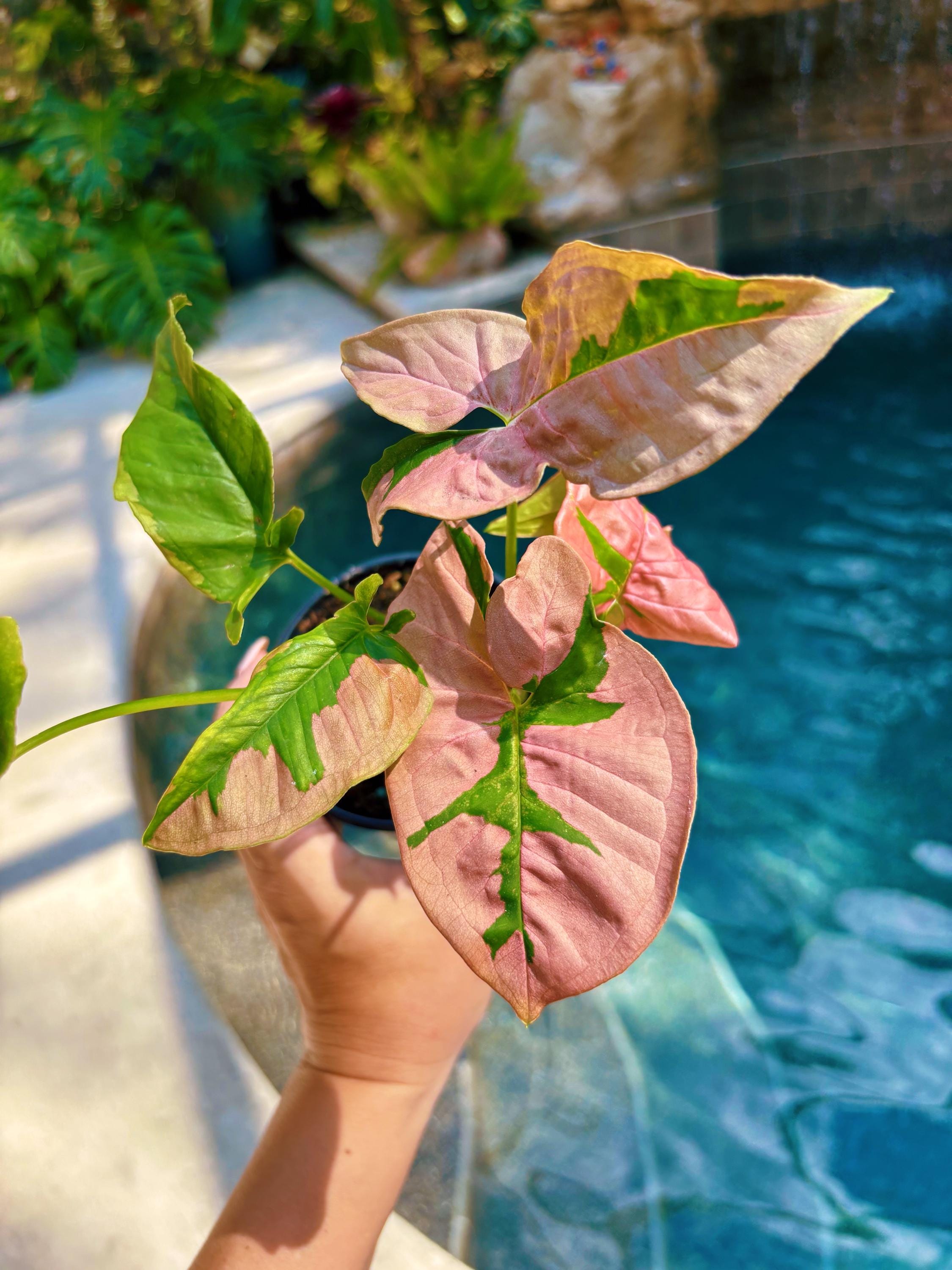 pink green leaf indoor plant Rare! Syngonium Pink Lava Green Variegated live 4” potted plant house