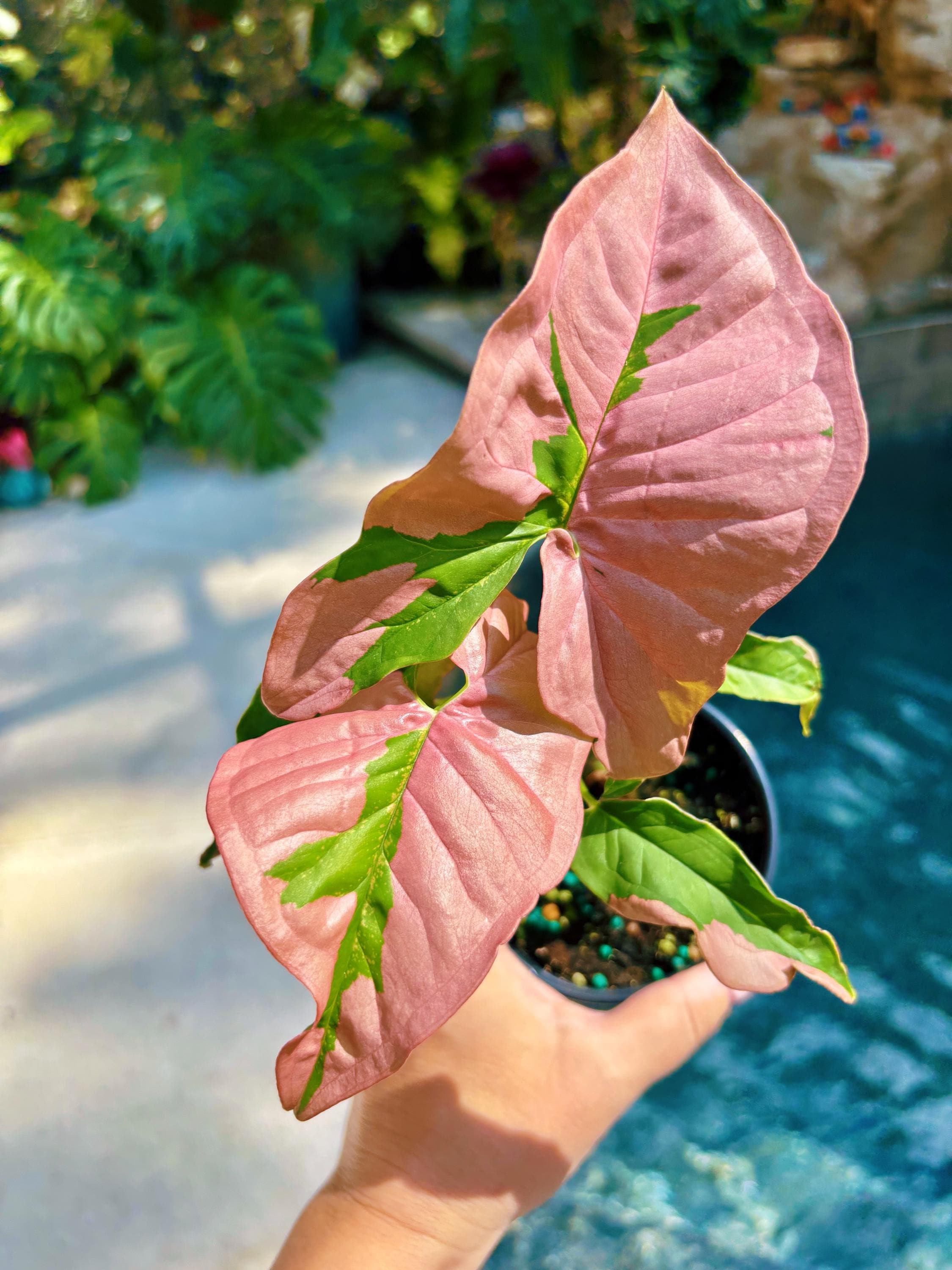 house plant pink green leaves Rare! Syngonium Pink Lava Green Variegated live 4” potted plant house