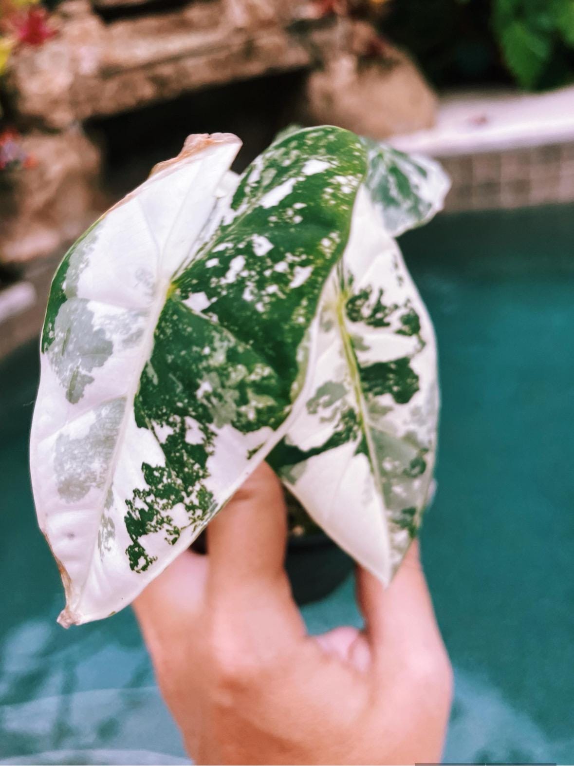 variegated alocasia elephant ear plant Variegated Alocasia 'Frydek albo mint Hybrid Sport Elephant Ear 4” pot