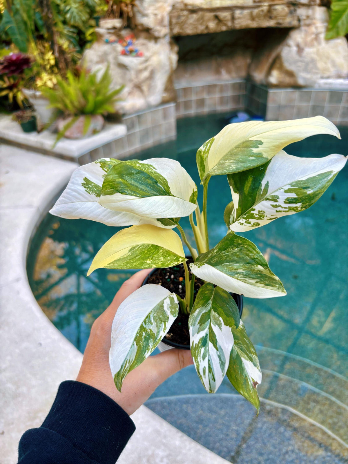 Highly Variegated Monstera Lechleriana rare house plant growers choice 4” pot