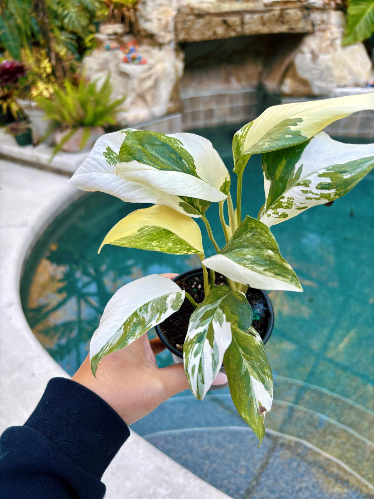 Highly Variegated Monstera Lechleriana rare house plant growers choice 4” pot