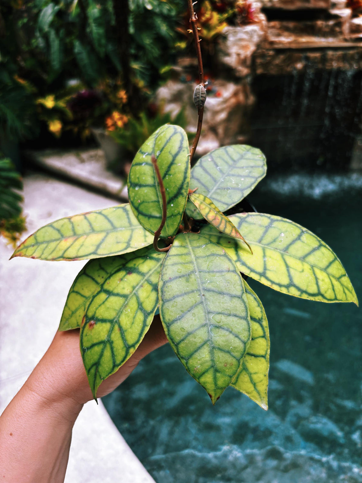 Hoya Finlaysonii Trailing Full Potted House Plant 4” pot climbing vining