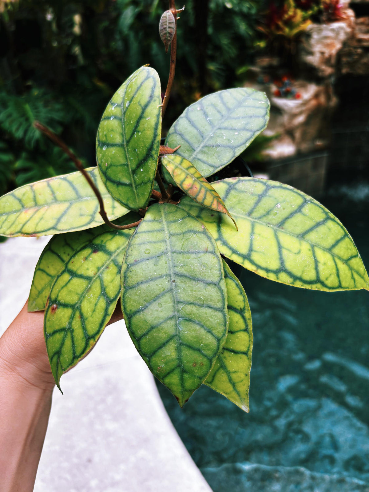 Hoya Finlaysonii Trailing Full Potted House Plant 4” pot climbing vining