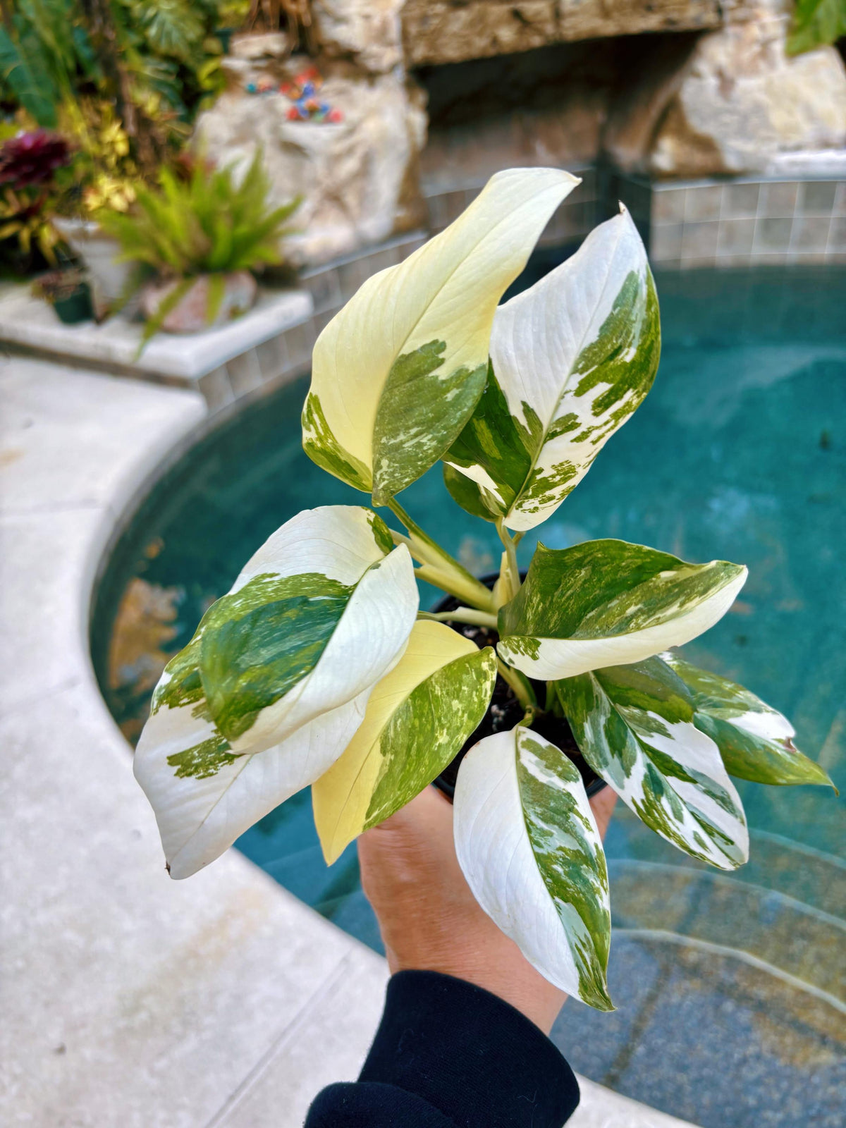 Highly Variegated Monstera Lechleriana rare house plant growers choice 4” pot