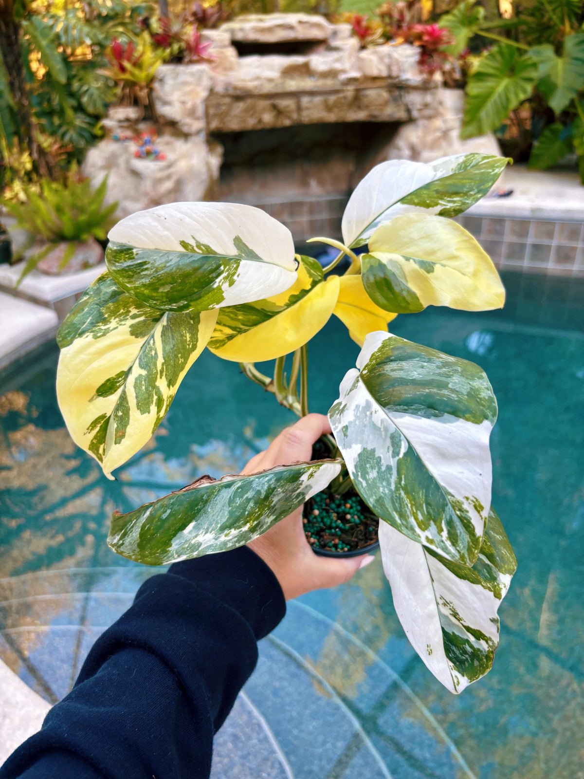 Highly Variegated Monstera Lechleriana rare house plant growers choice 4” pot