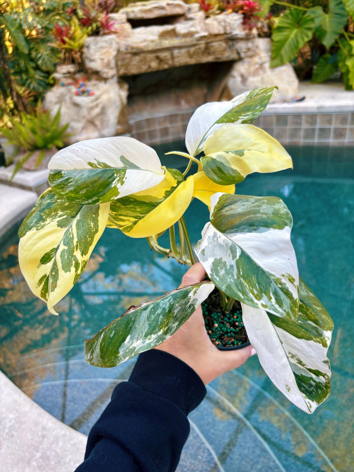 Highly Variegated Monstera Lechleriana rare house plant growers choice 4” pot