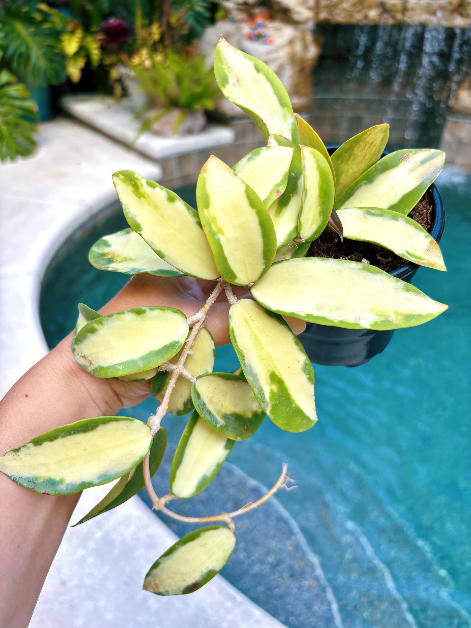 Hoya Acuta inner Variegated Trailing Full Potted House Plant 4” pot climbing vining