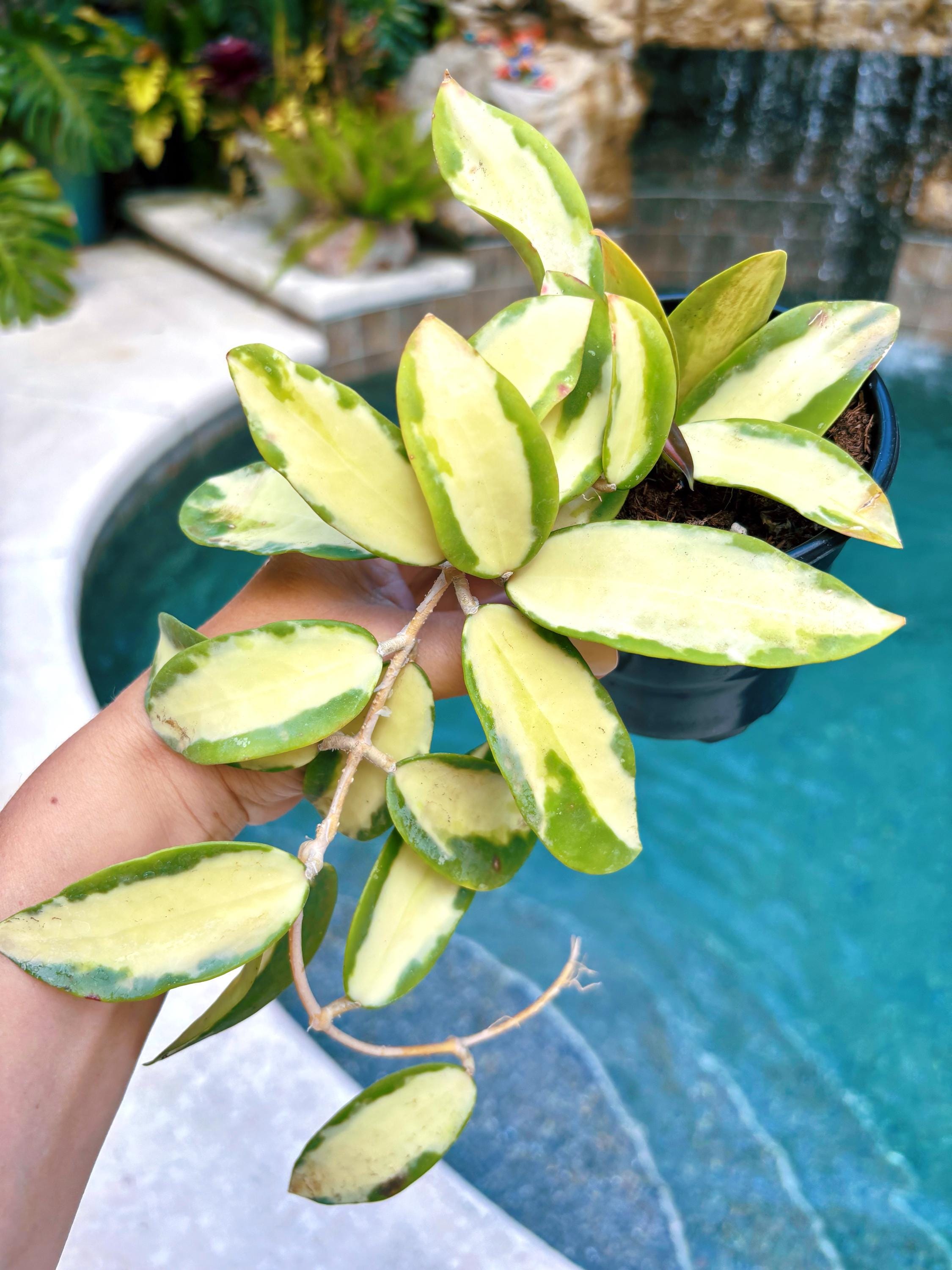 house plant hoya Hoya Acuta inner Variegated Trailing Full Potted House Plant 4” pot cl