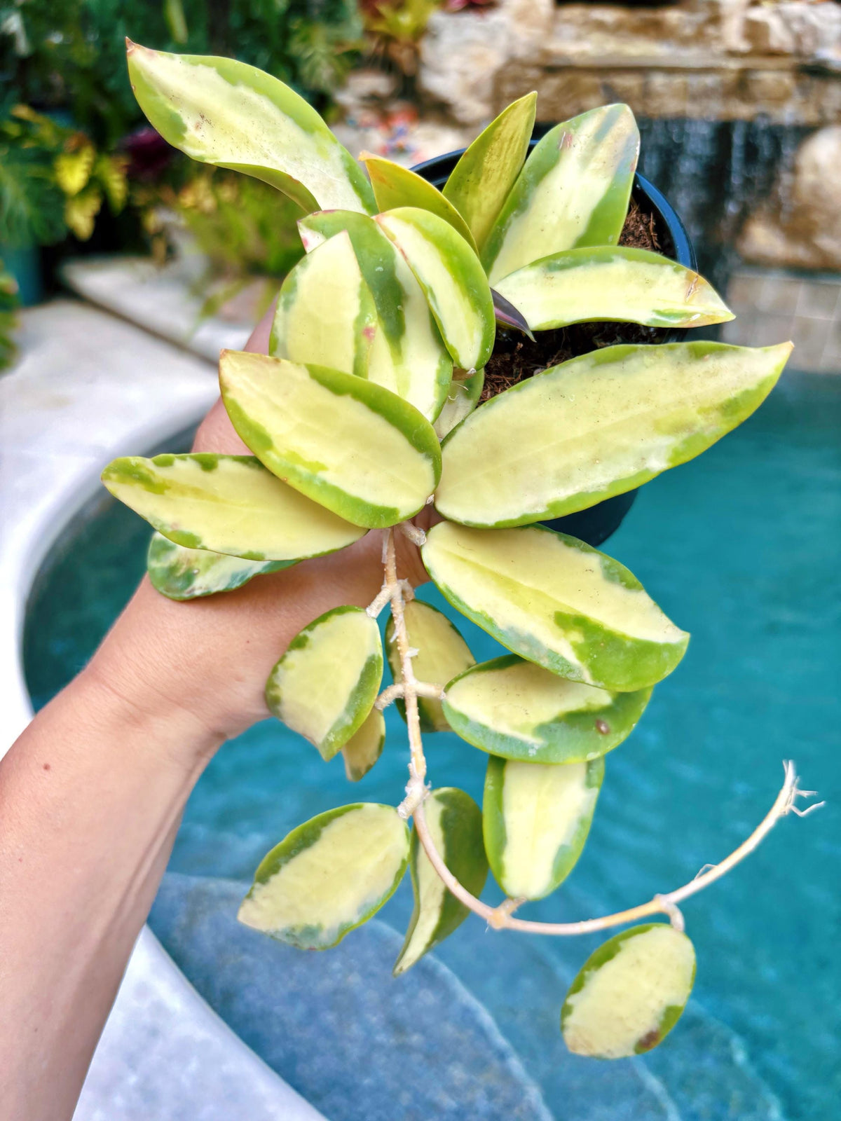 Hoya Acuta inner Variegated Trailing Full Potted House Plant 4” pot climbing vining