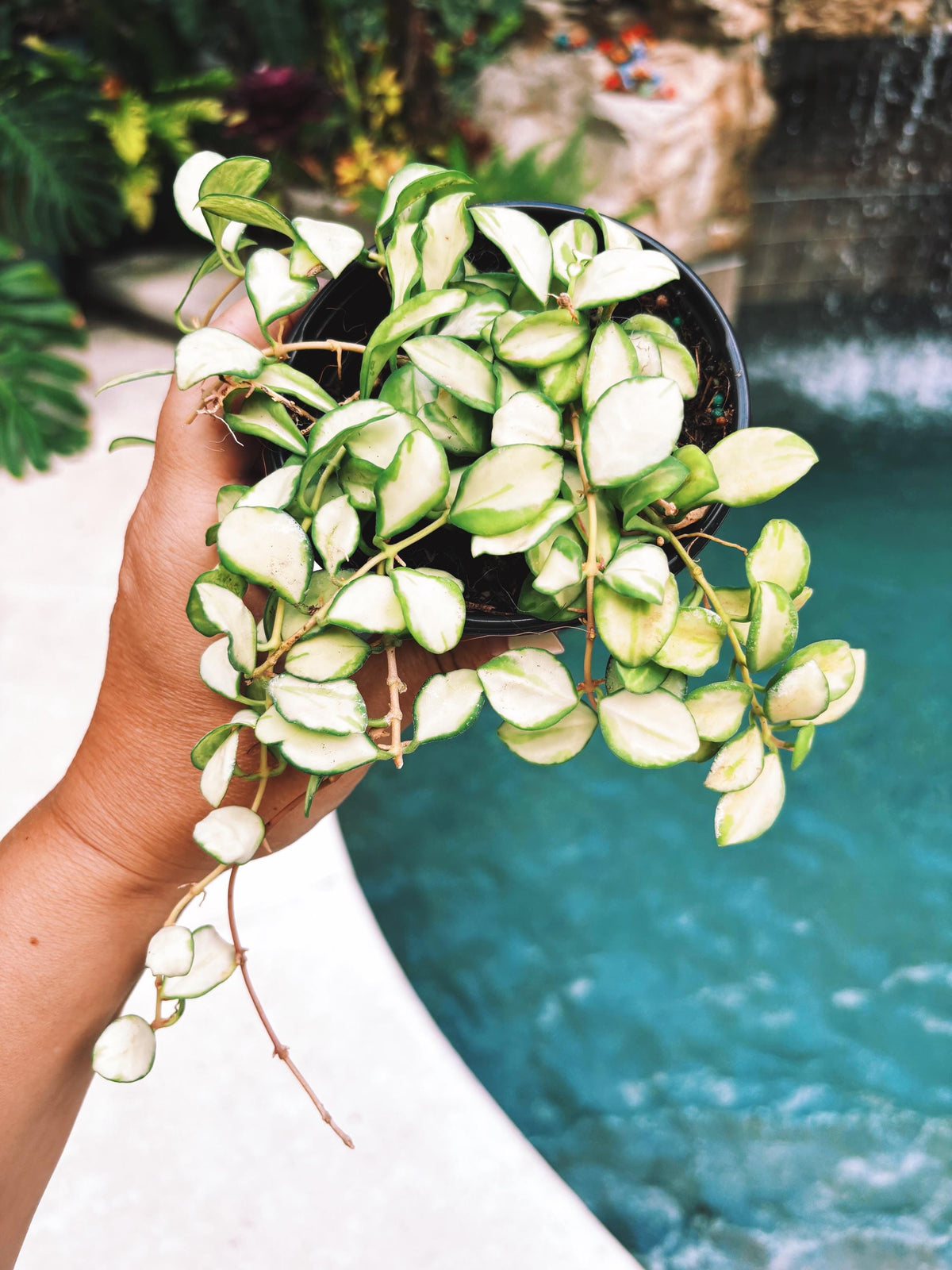 Hoya heuschkeliana inner Variegated Trailing Full Potted House Plant 4” pot climbing vining