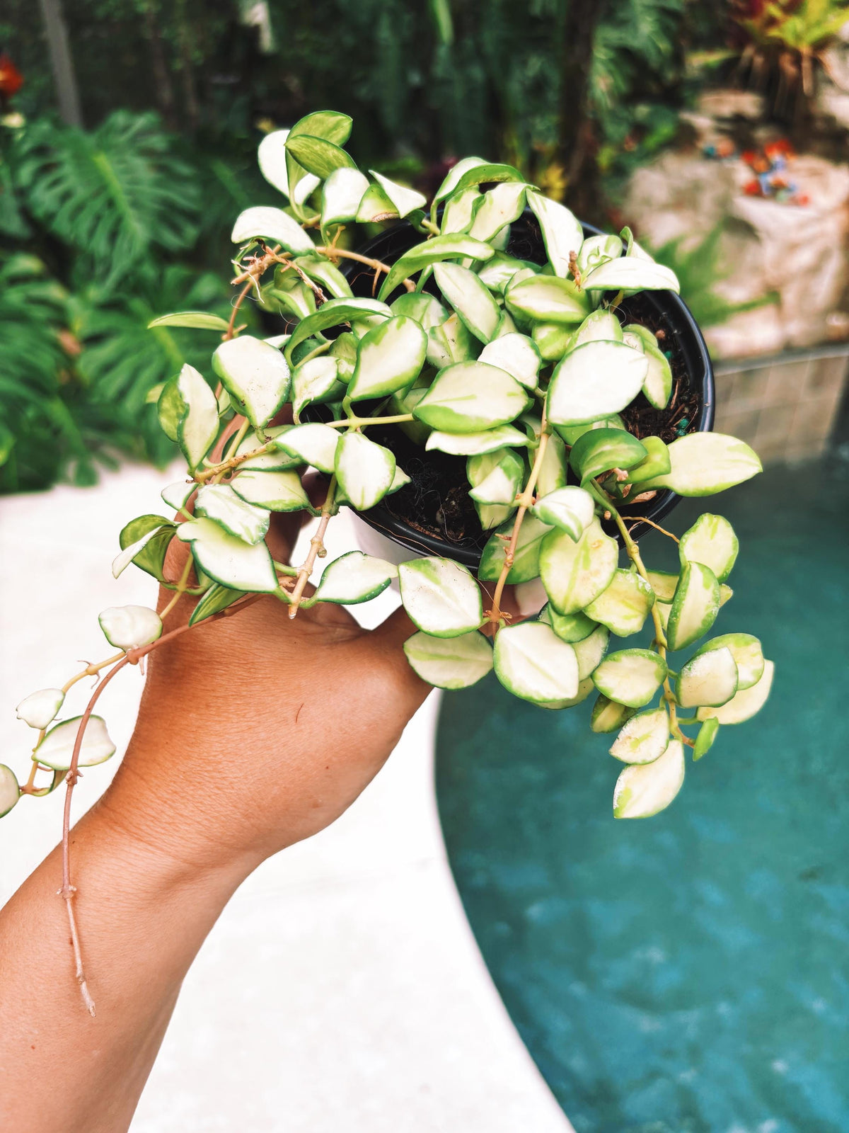 Hoya heuschkeliana inner Variegated Trailing Full Potted House Plant 4” pot climbing vining