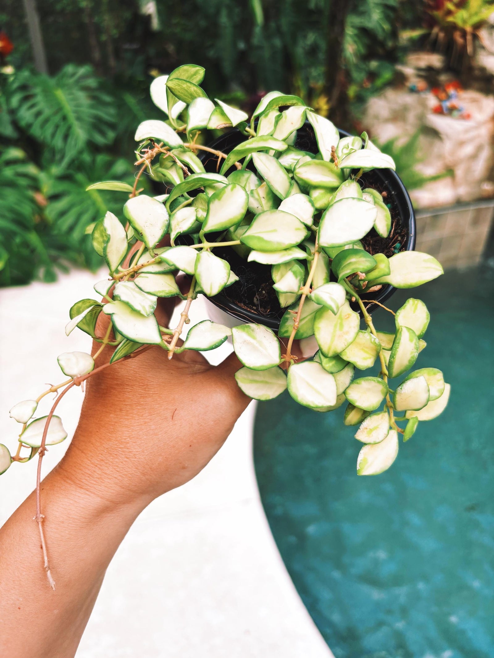 Hoya heuschkeliana inner Variegated Trailing Full Potted House Plant 4” pot climbing vining