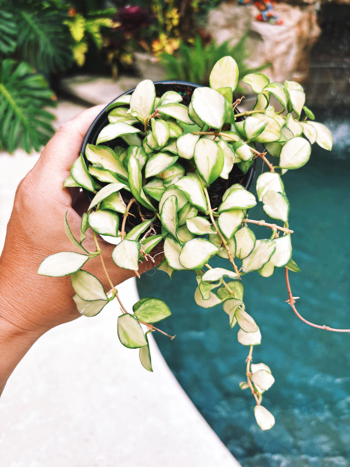 Hoya heuschkeliana inner Variegated Trailing Full Potted House Plant 4” pot climbing vining