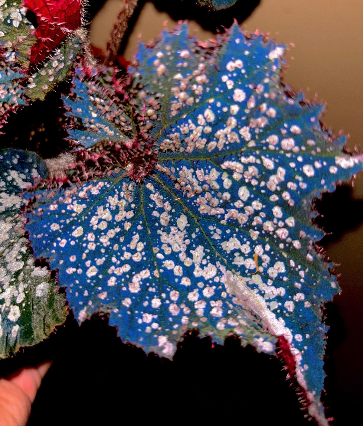 Rex Begonia Blue Iridescent ‘Island Magic silver Variegated Live House Plant Aroid Potted 4” pot