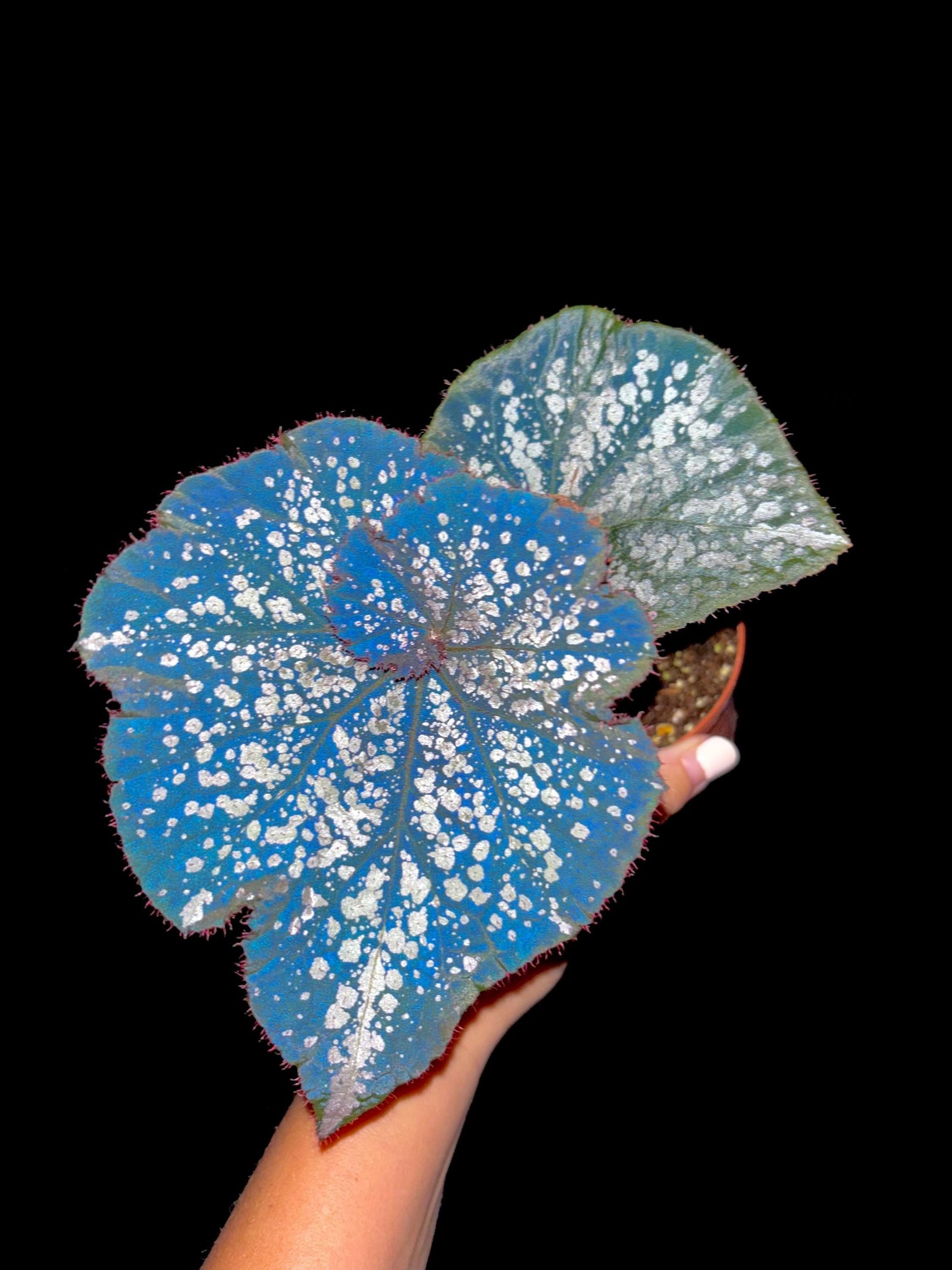 Rex Begonia Blue Iridescent ‘Island Magic silver Variegated Live House Plant Aroid Potted 4” pot