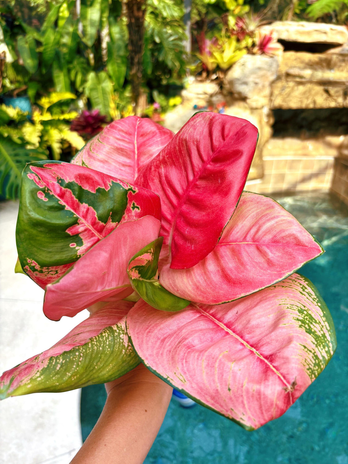 Rare Aglaonema ‘Pink Lotus Live House Plant Potted 4” pot gift US Seller