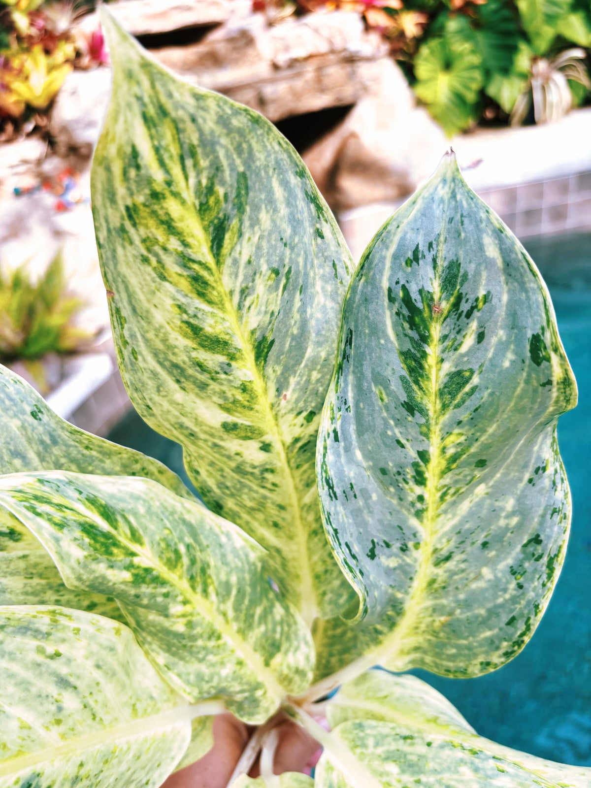 Rare Aglaonema ‘White Romance Live House Plant Potted 4” pot gift US Seller
