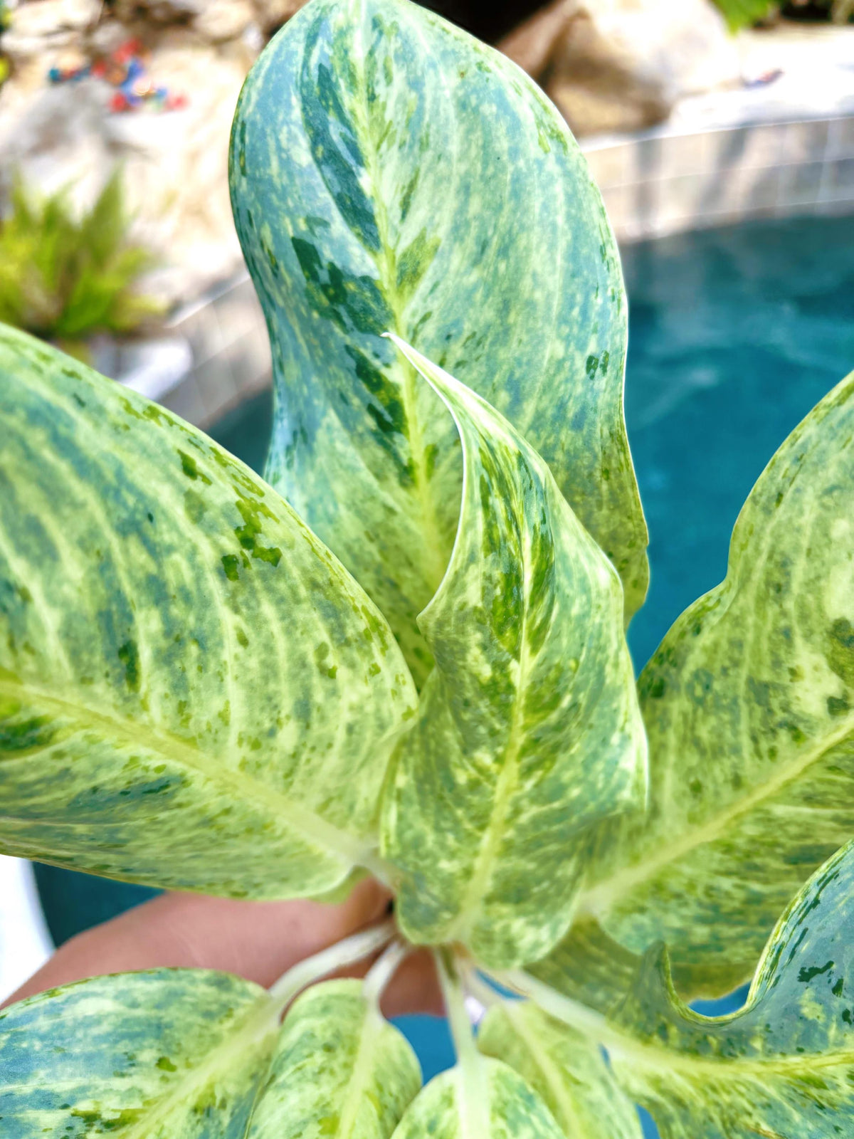 Rare Aglaonema ‘White Romance Live House Plant Potted 4” pot gift US Seller
