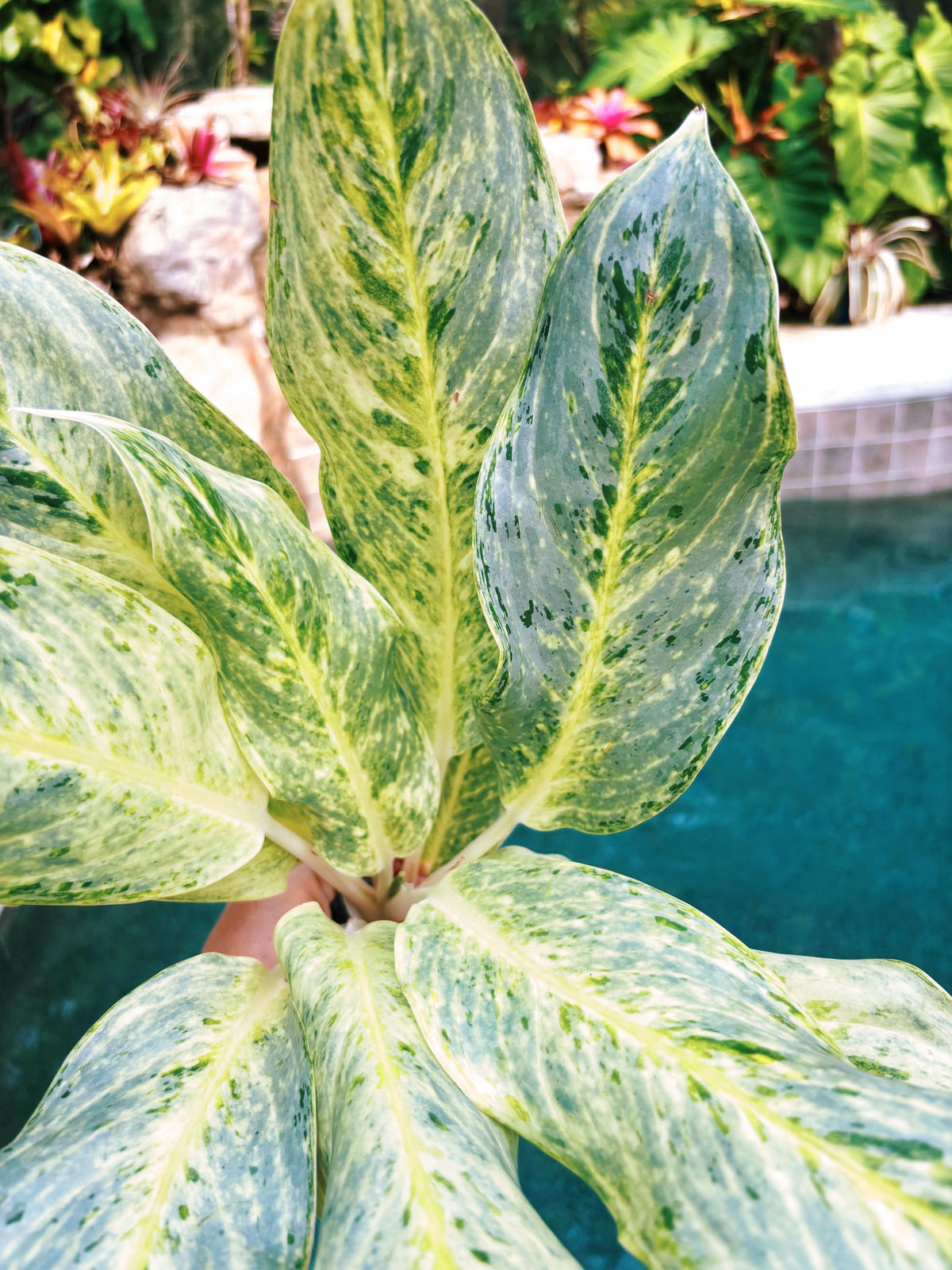 Rare Aglaonema ‘White Romance Live House Plant Potted 4” pot gift US Seller