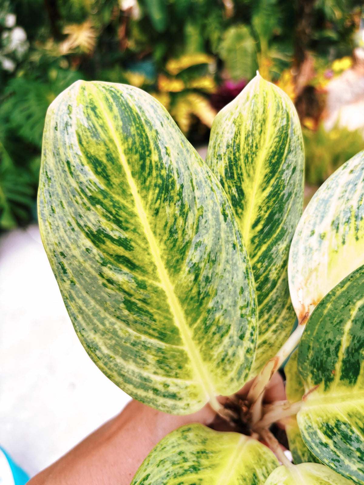 Rare Aglaonema ‘Honey Lemon Live House Plant Potted 4” pot gift US Seller
