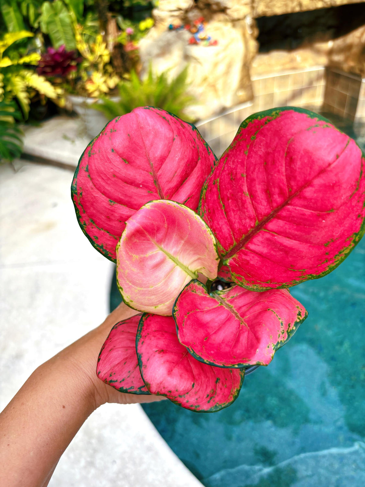 Rare Aglaonema ‘Sweet Candy hot pink round leaves Live House Plant Potted 4” pot gift US Seller