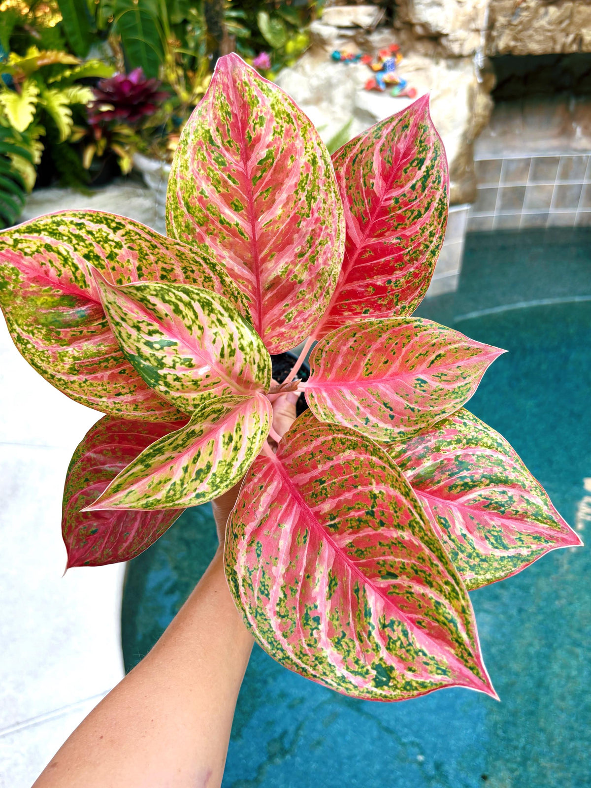 Rare Aglaonema ‘Miss Thailand Live House Plant Potted 4” pot gift US Seller