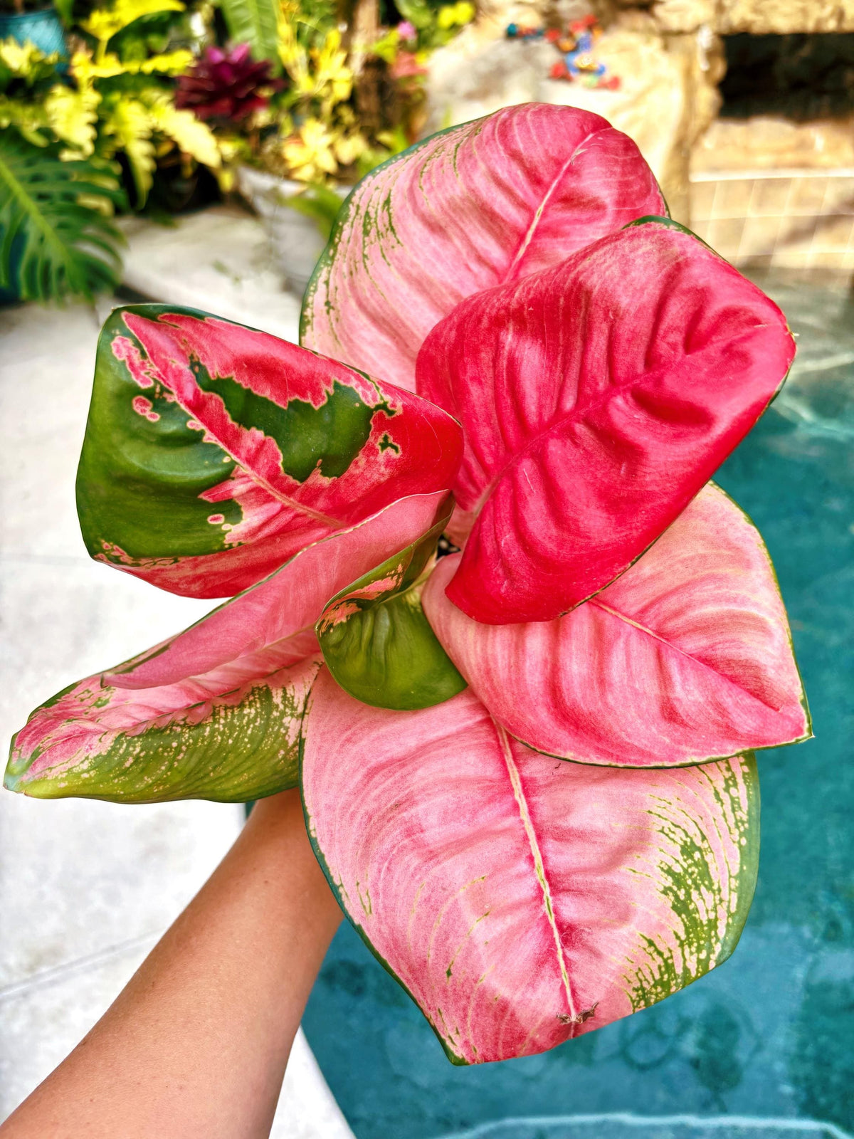Rare Aglaonema ‘Pink Lotus Live House Plant Potted 4” pot gift US Seller