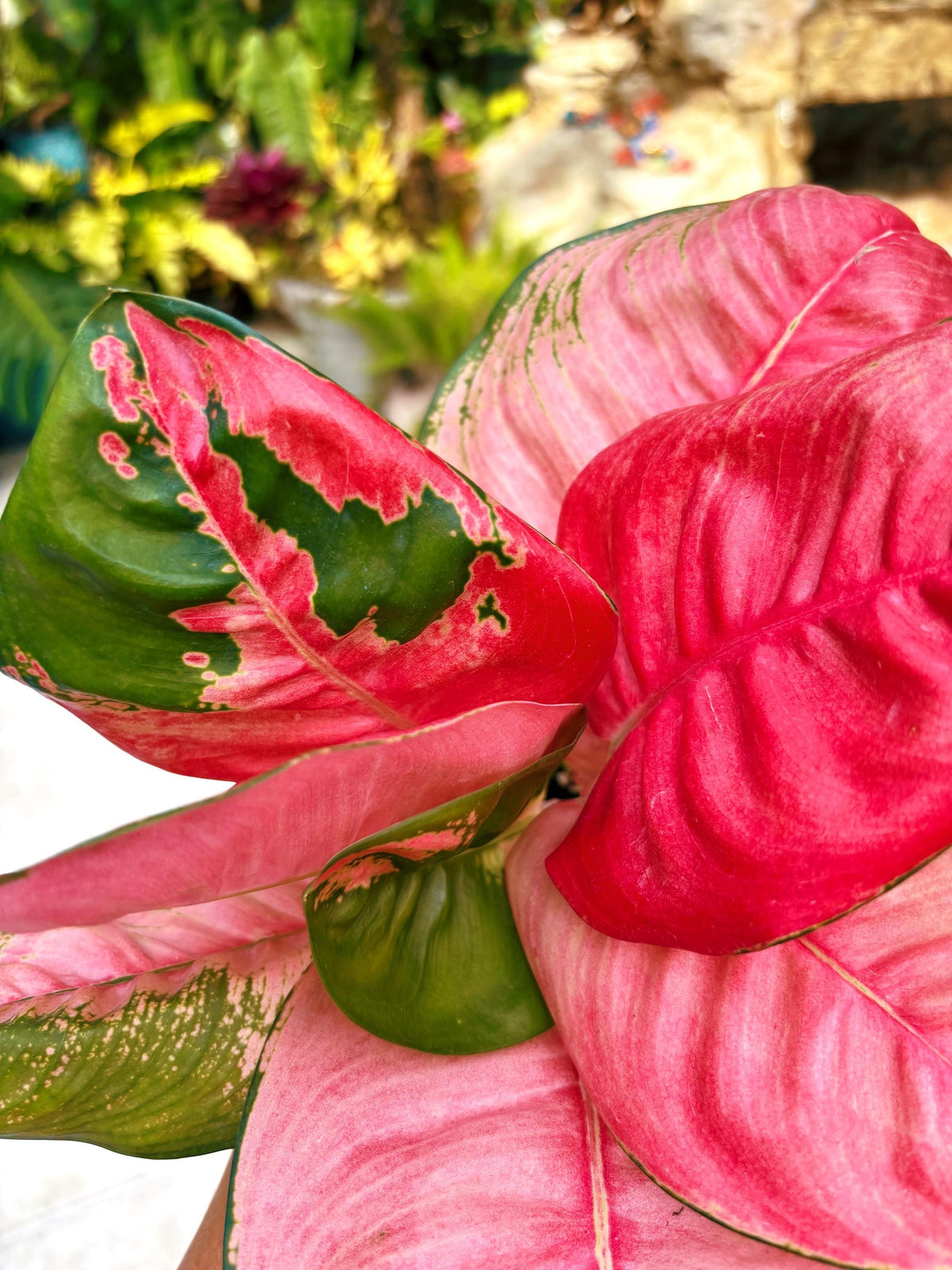 Rare Aglaonema ‘Pink Lotus Live House Plant Potted 4” pot gift US Seller
