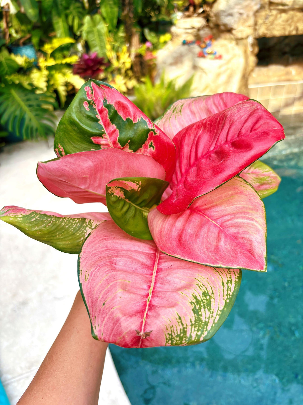 Rare Aglaonema ‘Pink Lotus Live House Plant Potted 4” pot gift US Seller