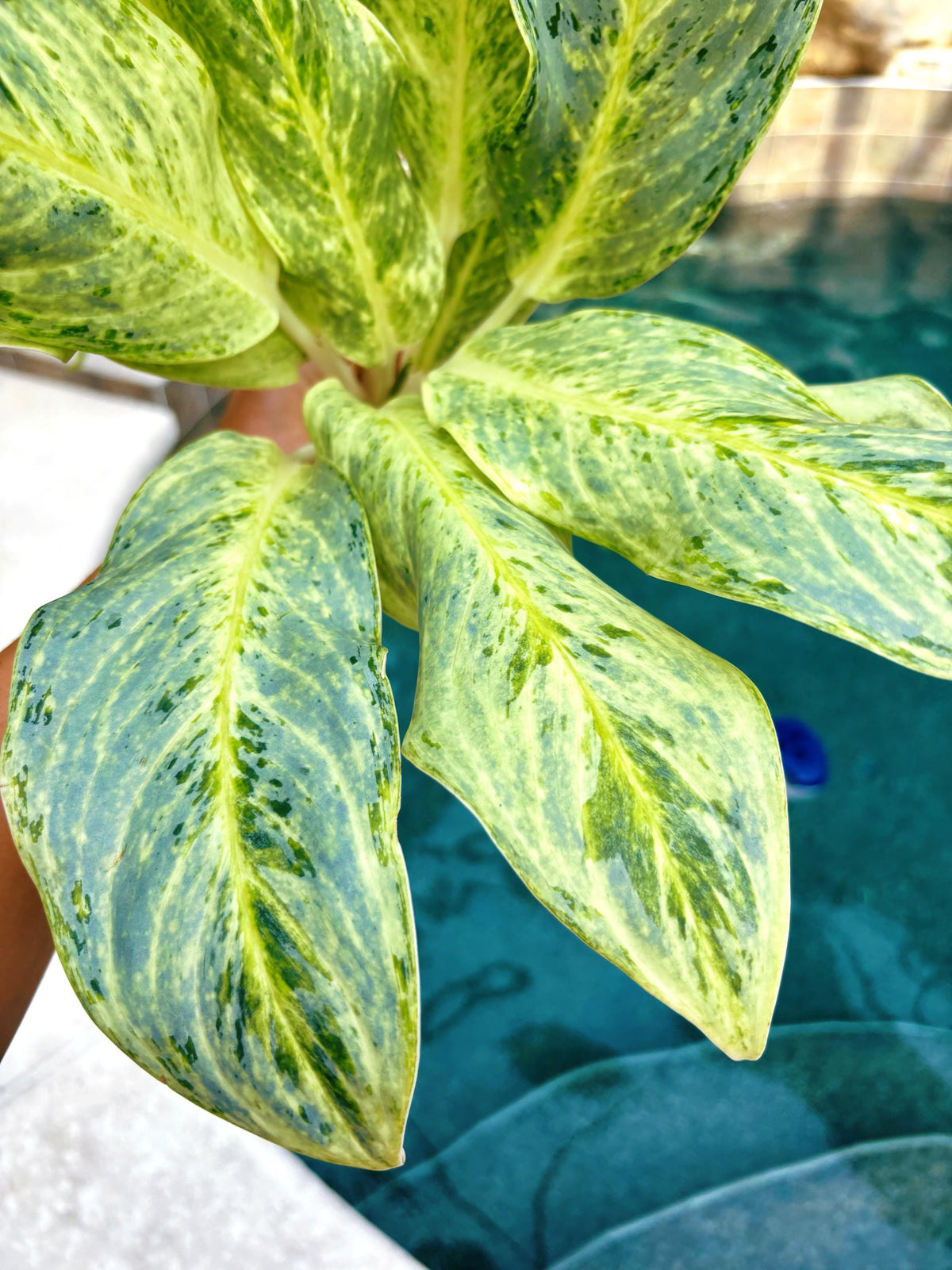 Rare Aglaonema ‘White Romance Live House Plant Potted 4” pot gift US Seller