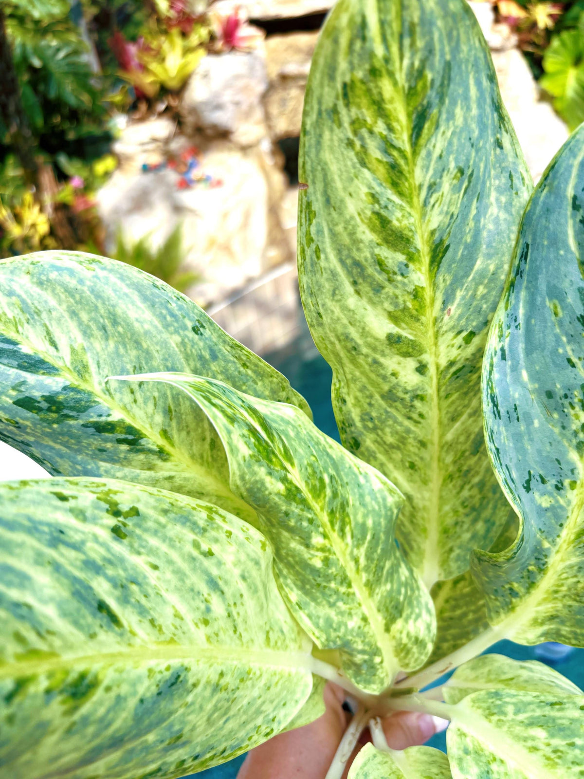 Rare Aglaonema ‘White Romance Live House Plant Potted 4” pot gift US Seller