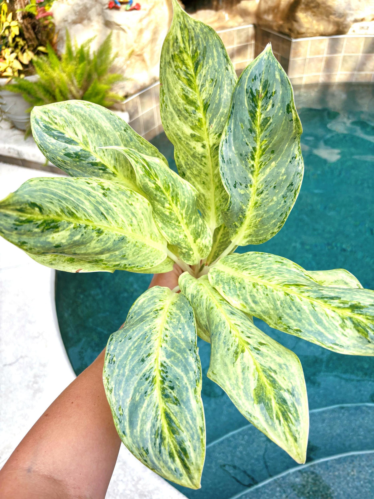 Rare Aglaonema ‘White Romance Live House Plant Potted 4” pot gift US Seller