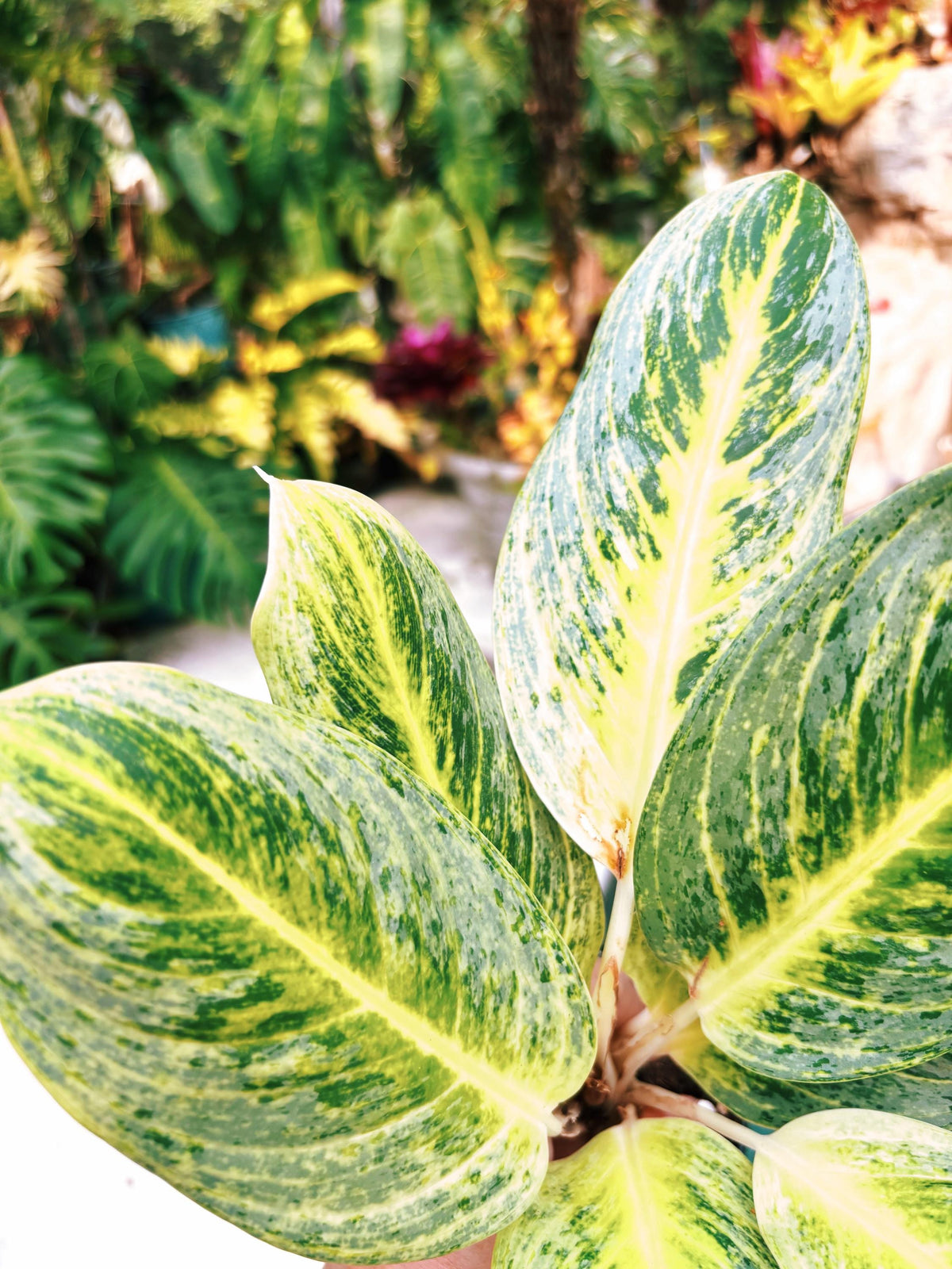 Rare Aglaonema ‘Honey Lemon Live House Plant Potted 4” pot gift US Seller
