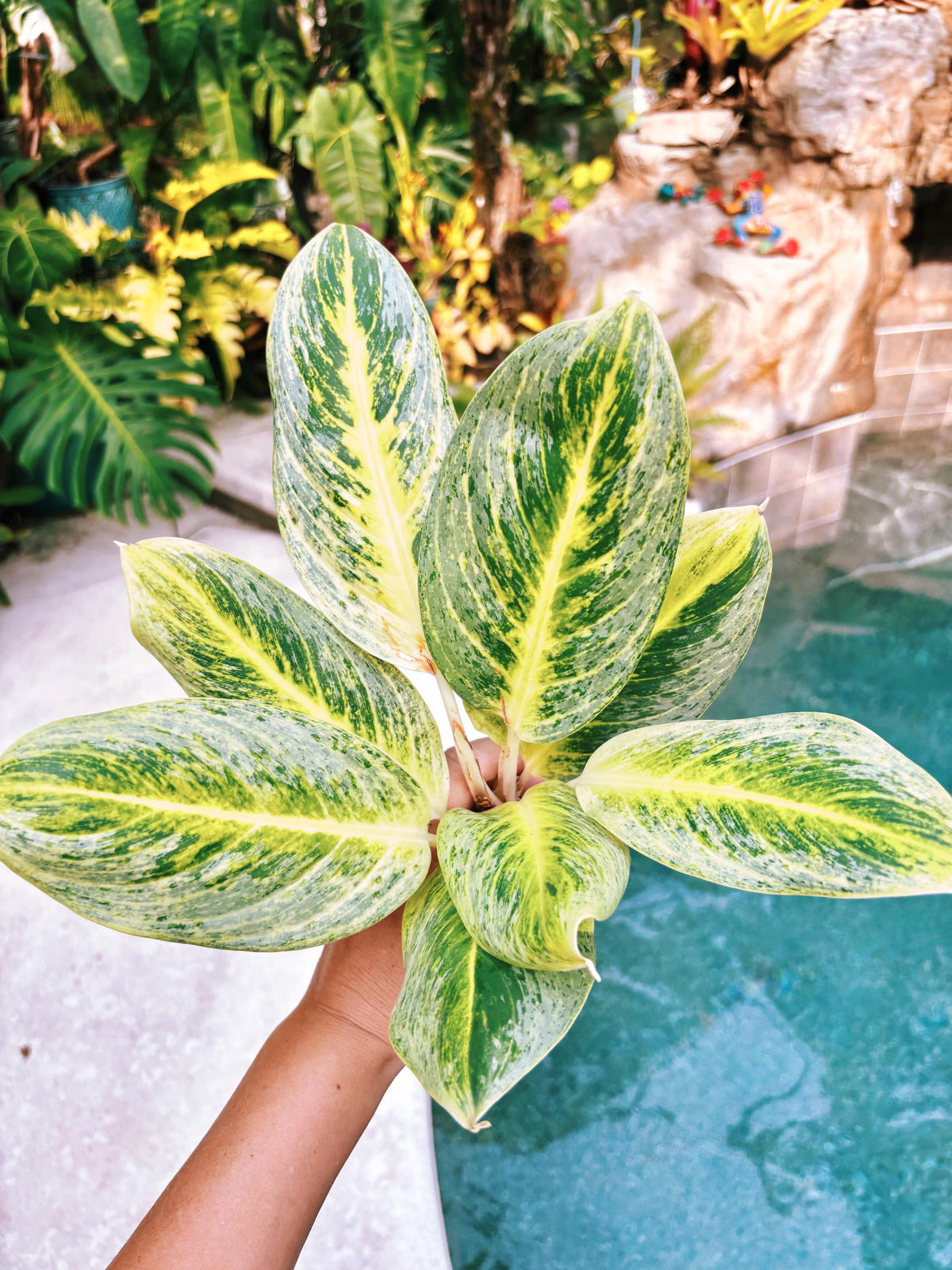 Rare Aglaonema ‘Honey Lemon Live House Plant Potted 4” pot gift US Seller