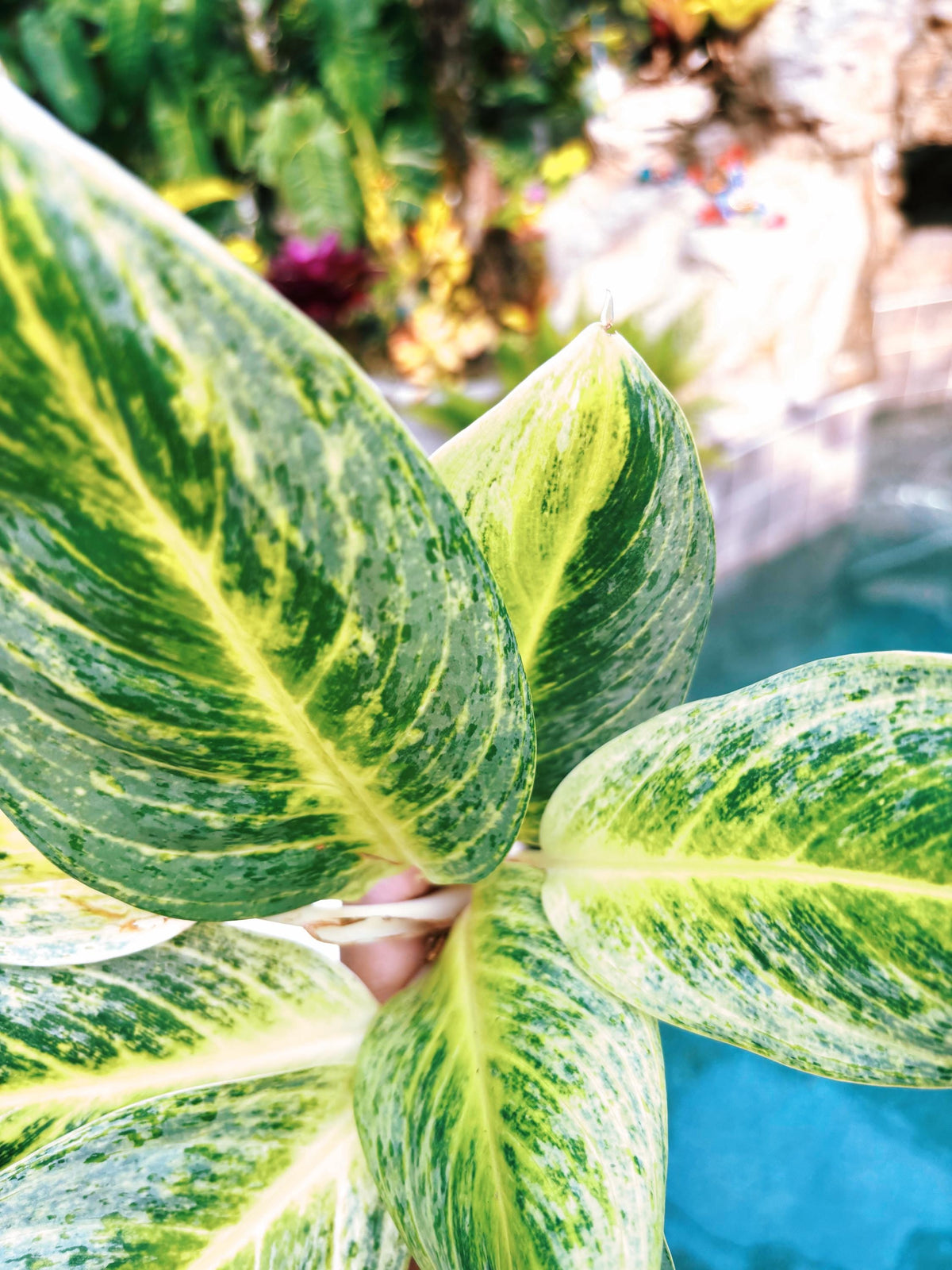 Rare Aglaonema ‘Honey Lemon Live House Plant Potted 4” pot gift US Seller