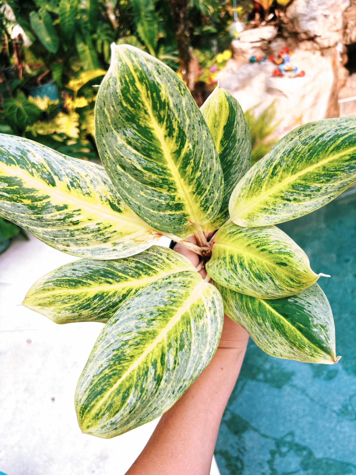 Rare Aglaonema ‘Honey Lemon Live House Plant Potted 4” pot gift US Seller