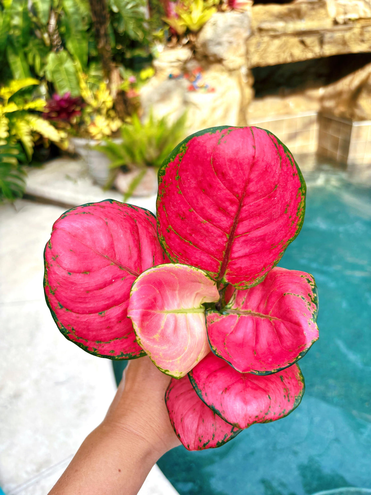 Rare Aglaonema ‘Sweet Candy hot pink round leaves Live House Plant Potted 4” pot gift US Seller