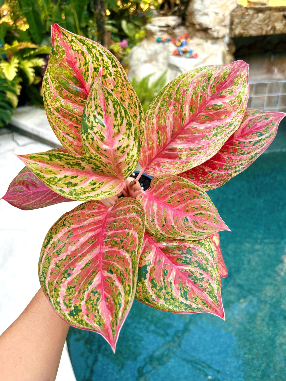 Rare Aglaonema ‘Miss Thailand Live House Plant Potted 4” pot gift US Seller