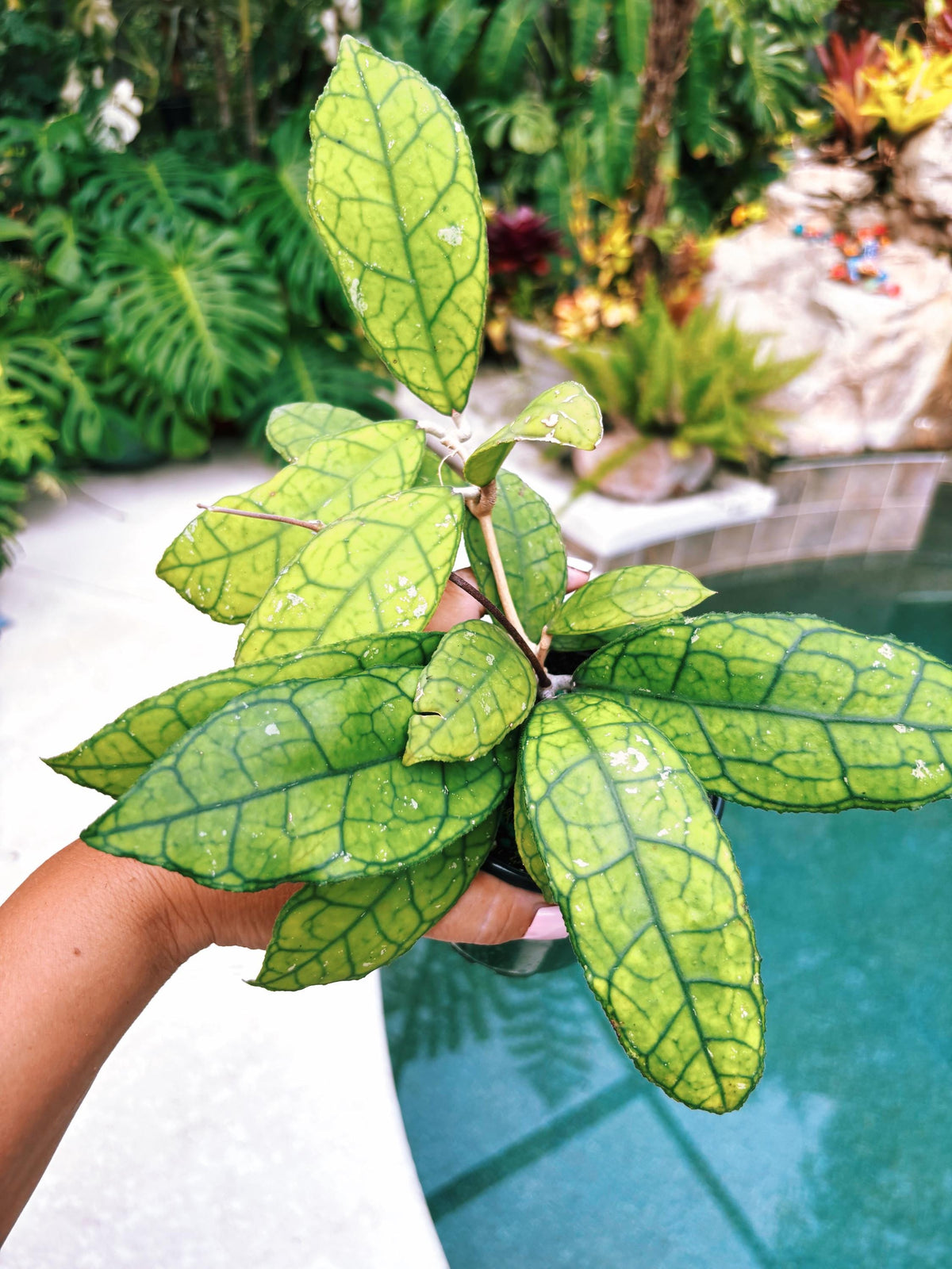 Hoya Finlaysonii round form Trailing Full Potted House Plant 4” pot climbing vining