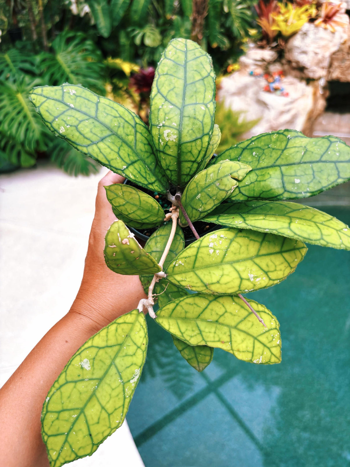 Hoya Finlaysonii round form Trailing Full Potted House Plant 4” pot climbing vining