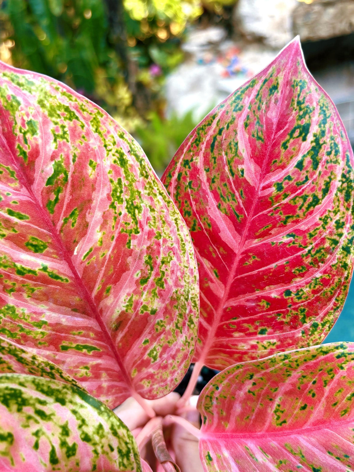 Rare Aglaonema ‘Miss Thailand Live House Plant Potted 4” pot gift US Seller