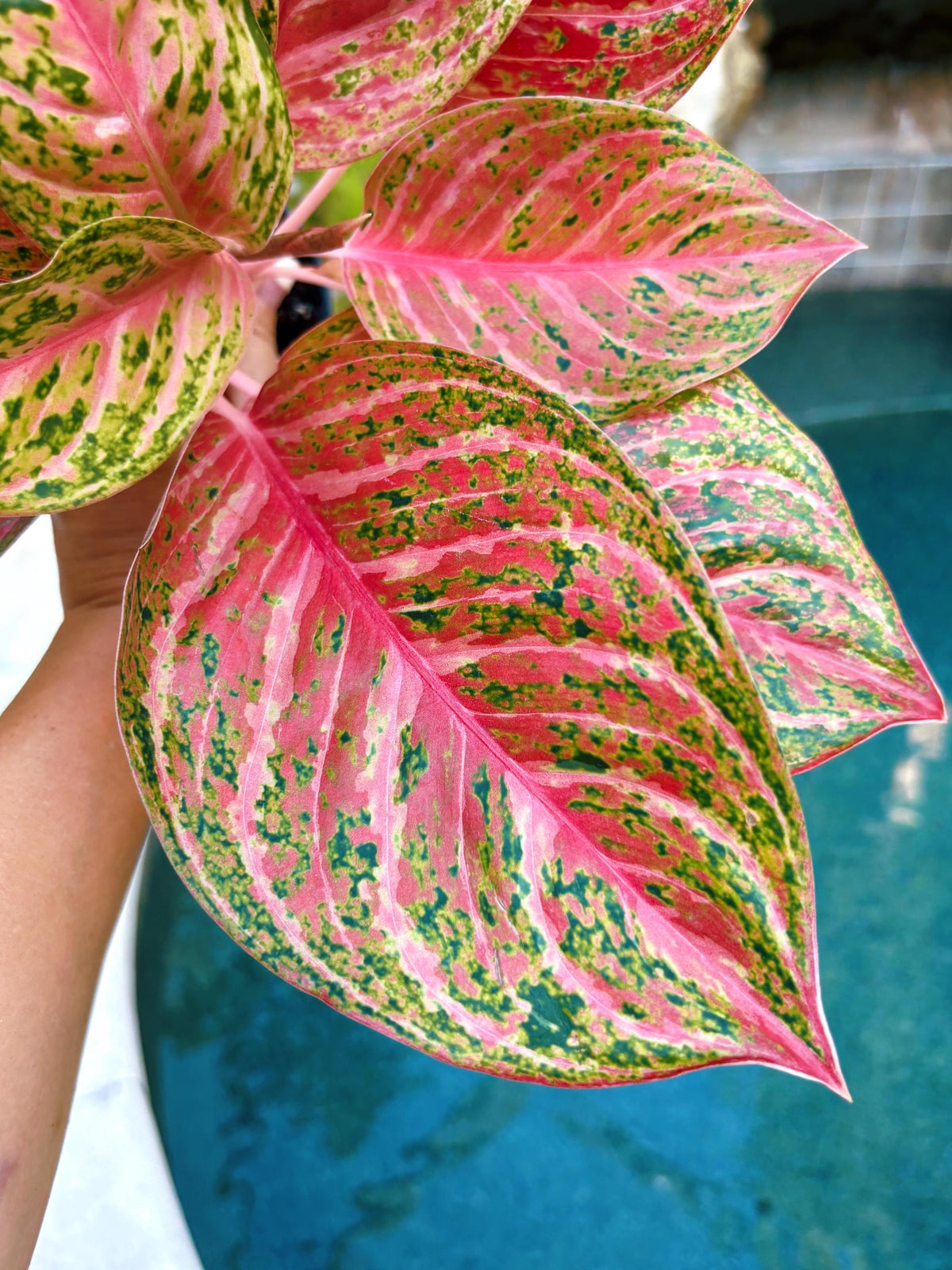 Rare Aglaonema ‘Miss Thailand Live House Plant Potted 4” pot gift US Seller