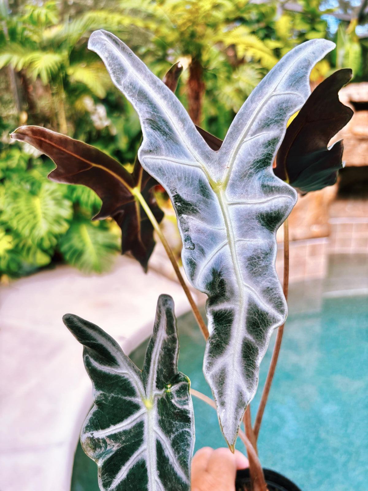 RARE Alocasia Silver Nobilis corm aroid plant