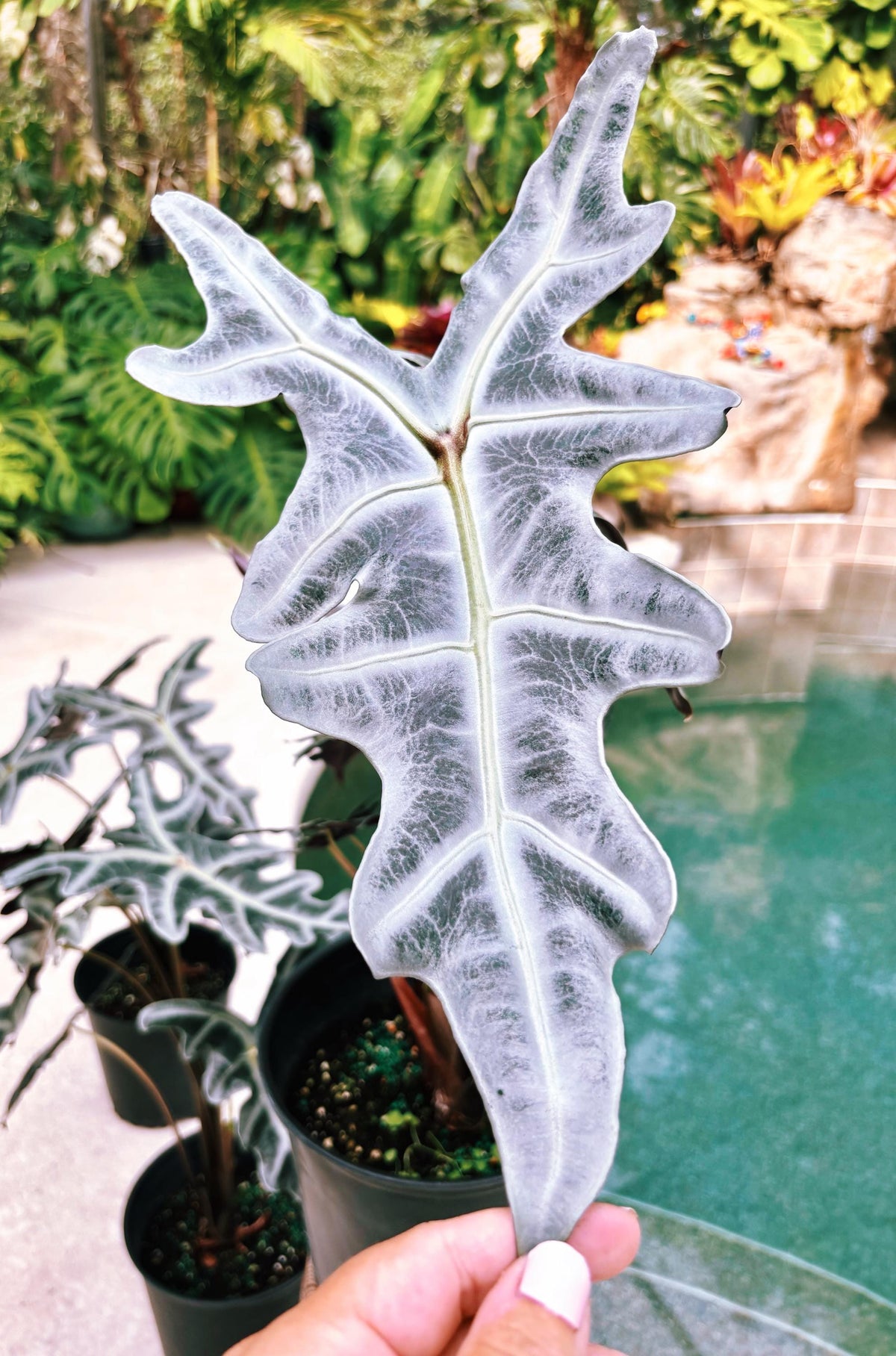 RARE Alocasia Silver Nobilis corm aroid plant