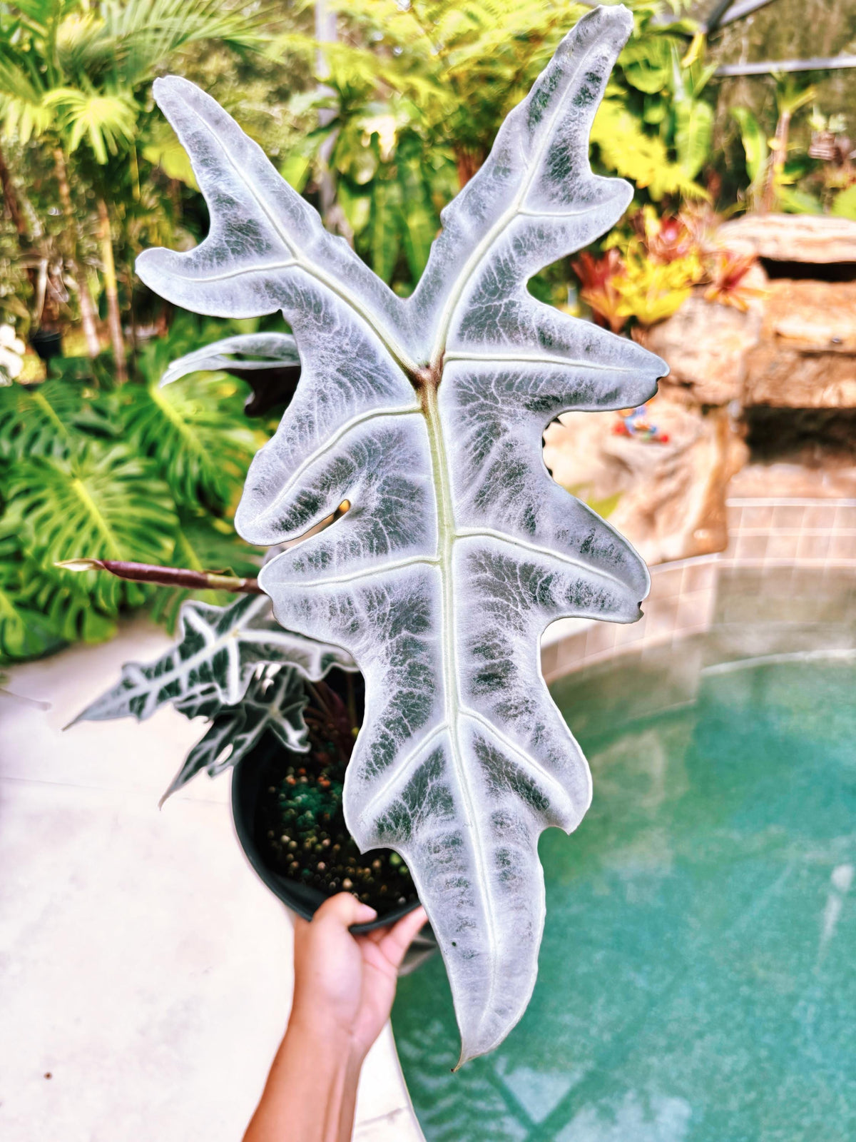 RARE Alocasia Silver Nobilis corm aroid plant