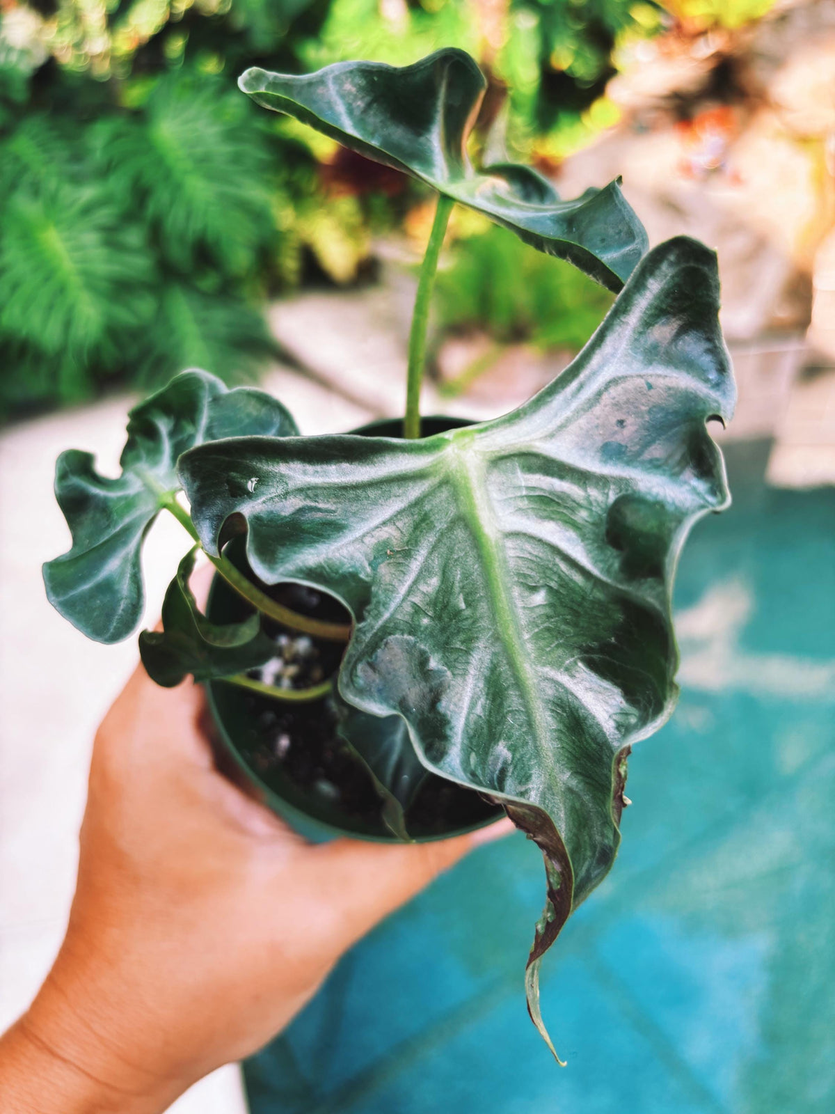 Actual plant- RARE Alocasia ‘Loco 3.5” pot potted live house plant f