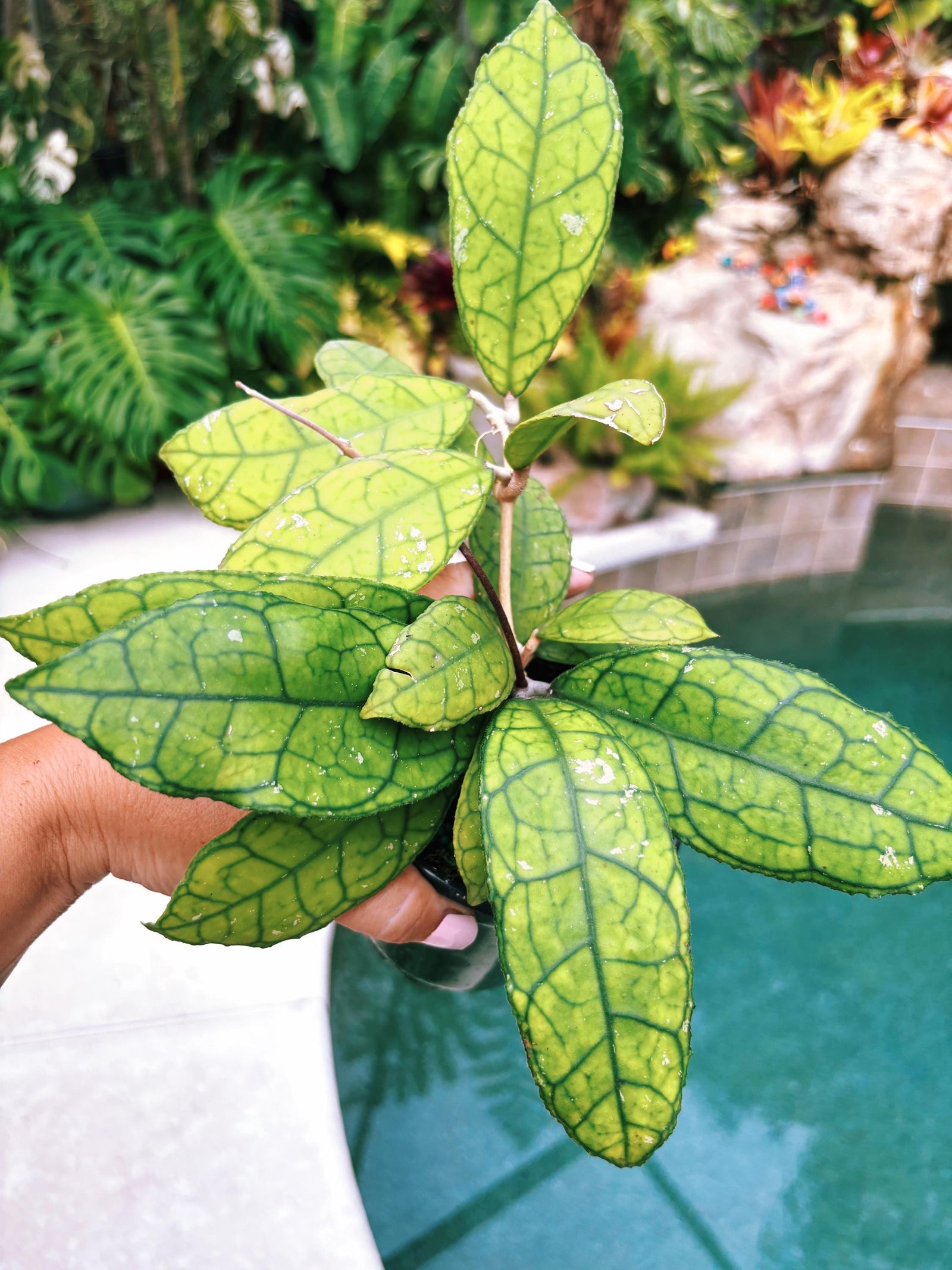 Hoya Finlaysonii round form Trailing Full Potted House Plant 4” pot climbing vining