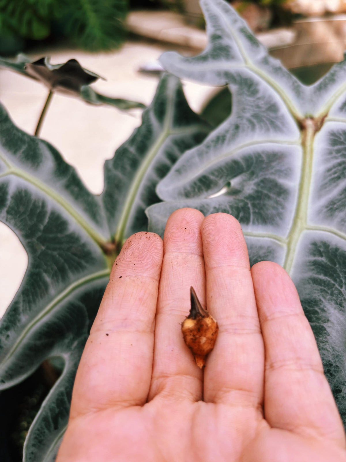 RARE Alocasia Silver Nobilis corm aroid plant