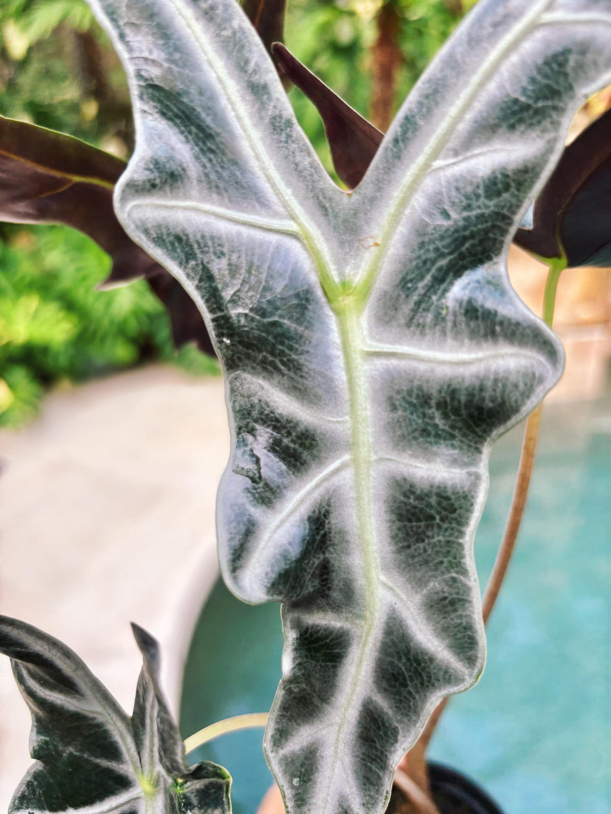 RARE Alocasia Silver Nobilis corm aroid plant